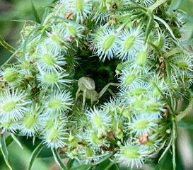 Close-up image of a spider inside of Queen Anne's Lace seed pods. Image by Jorge Rodriguez Aponte.