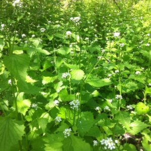 NPS Photo / Myra Vick, a thick carpet of garlic mustard plants cover the forest floor.
